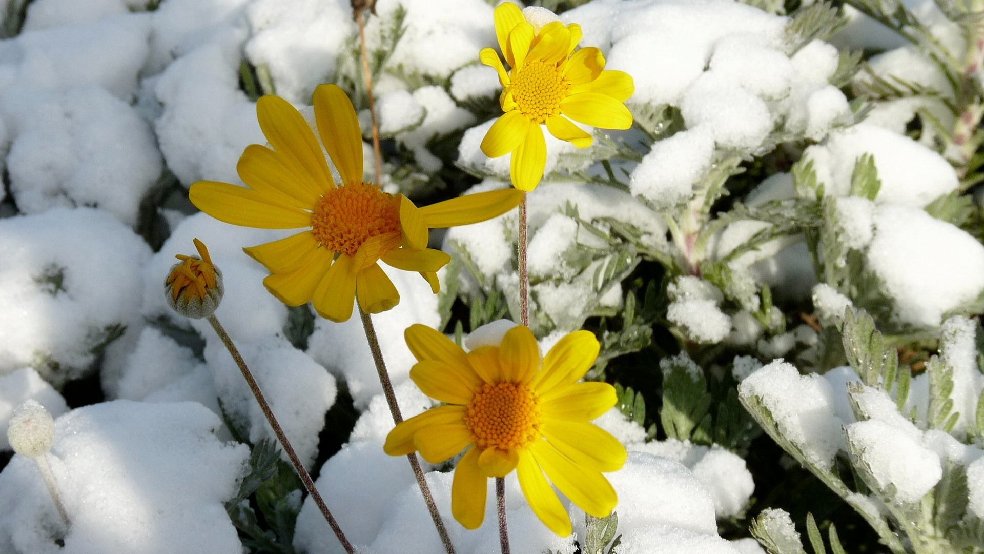 Солнечные цветы зимой