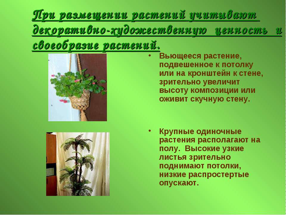 ТВОРЧЕСКИЙ ПРОЕКТ Комнатные растения в интерьере моей квартиры (дома)