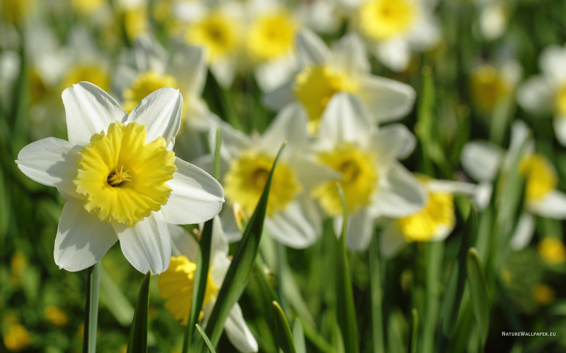 Нарциссы фото весна