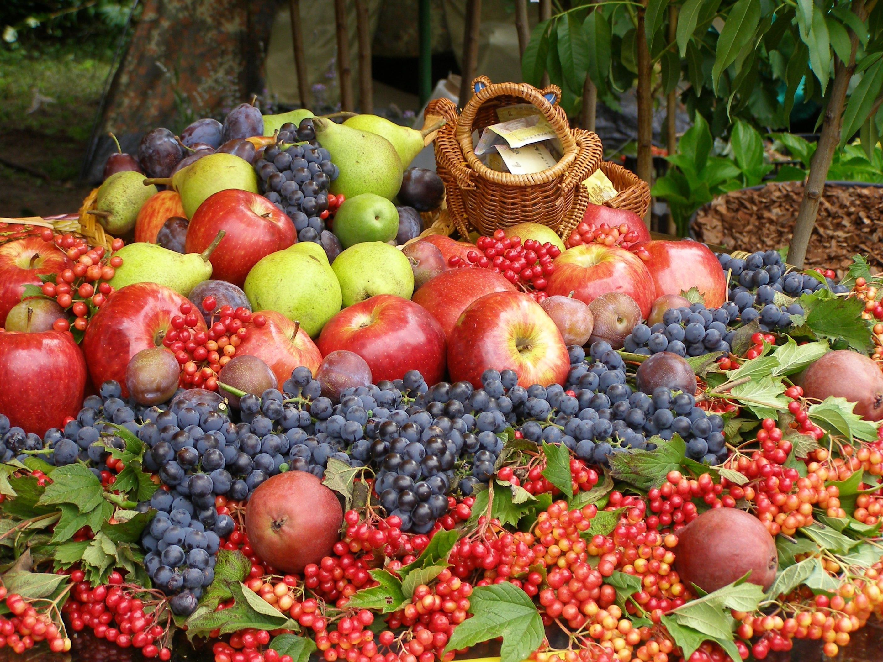 Урожай фруктов. Плодово-ягодные культуры. Осенние фрукты и ягоды. Фруктовый сад. Плод ягода.